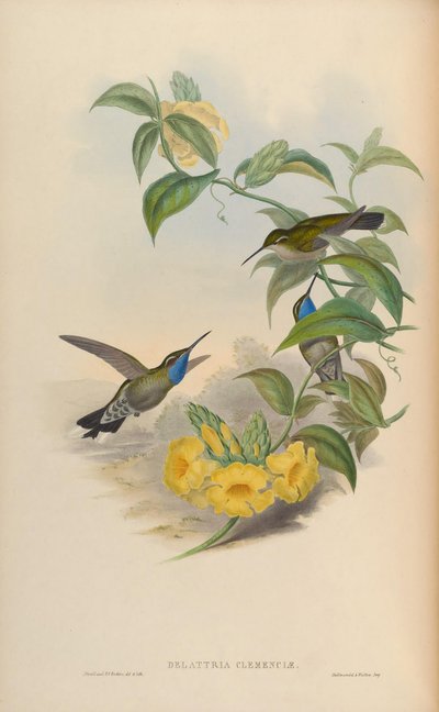 Delattria clemenciae = Lampornis clemenciae door John Gould